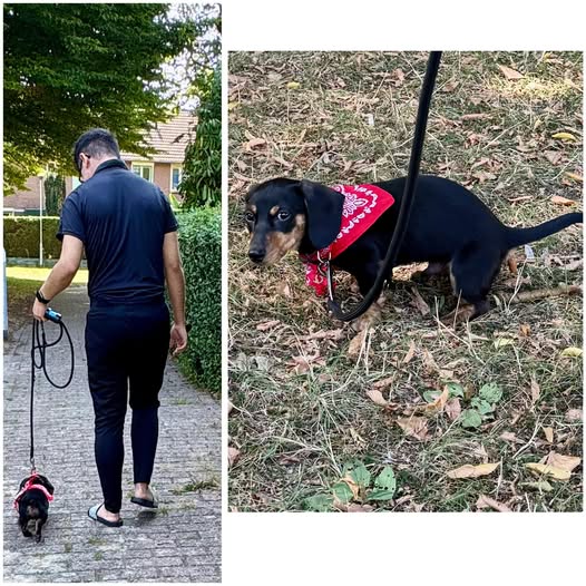 Hendrik als therapiehond